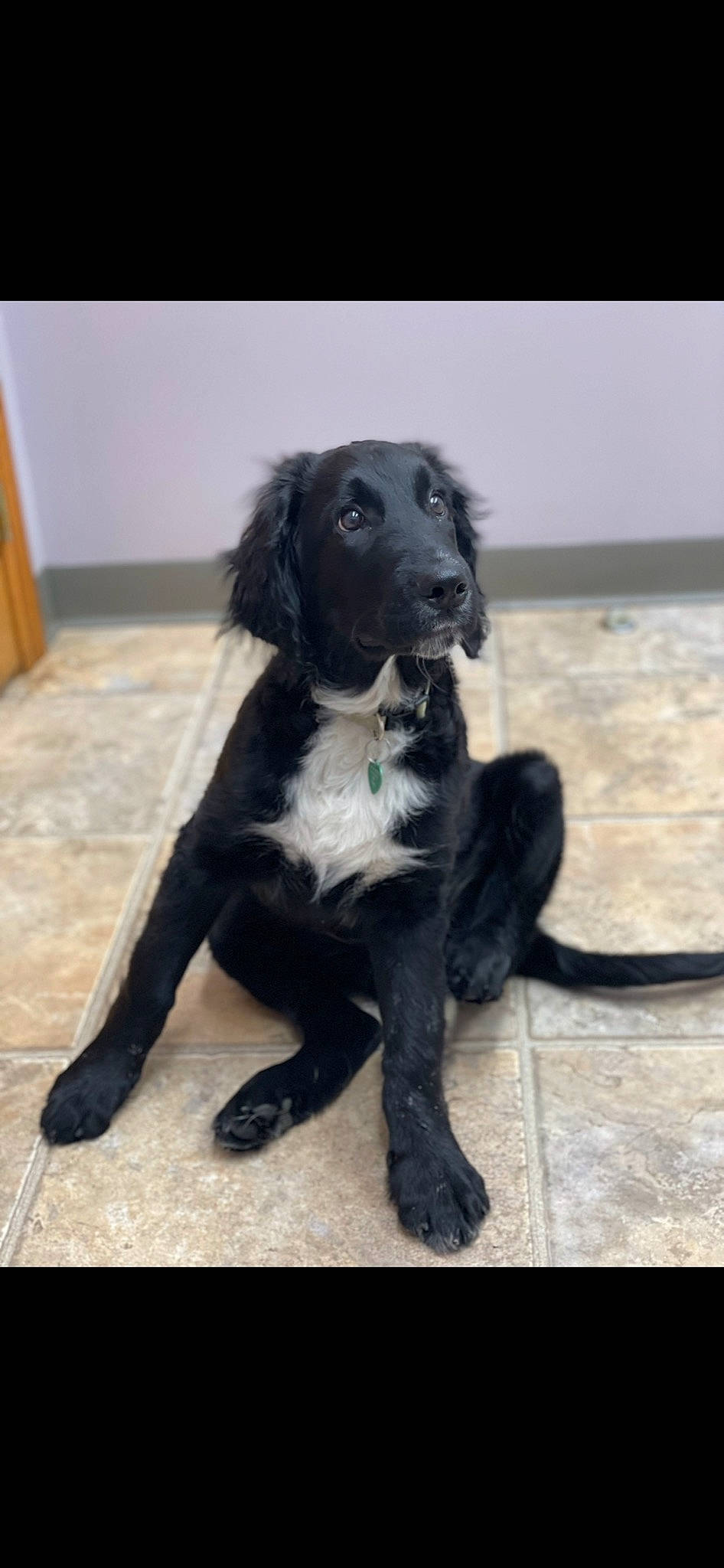 George joined the competition — help win amazing prizes! borador, canidae, carnivore, collar, companion_dog, dog, dog_breed, dog_collar, flooring, fur, gun_dog, hardwood, liver, snout, spaniel, sporting_group, tail, terrestrial_animal, wood, working_animal