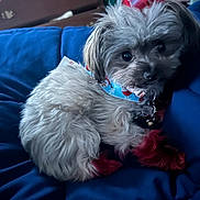 Ocean joined the competition — help win amazing prizes! dog, small_dog, fluffy, red_paws, blue_bandana, cute, pet, indoor, cushion, resting, furniture, wooden_dresser, clothing, cozy, curious, animal, companion, domestic, portrait, relaxed