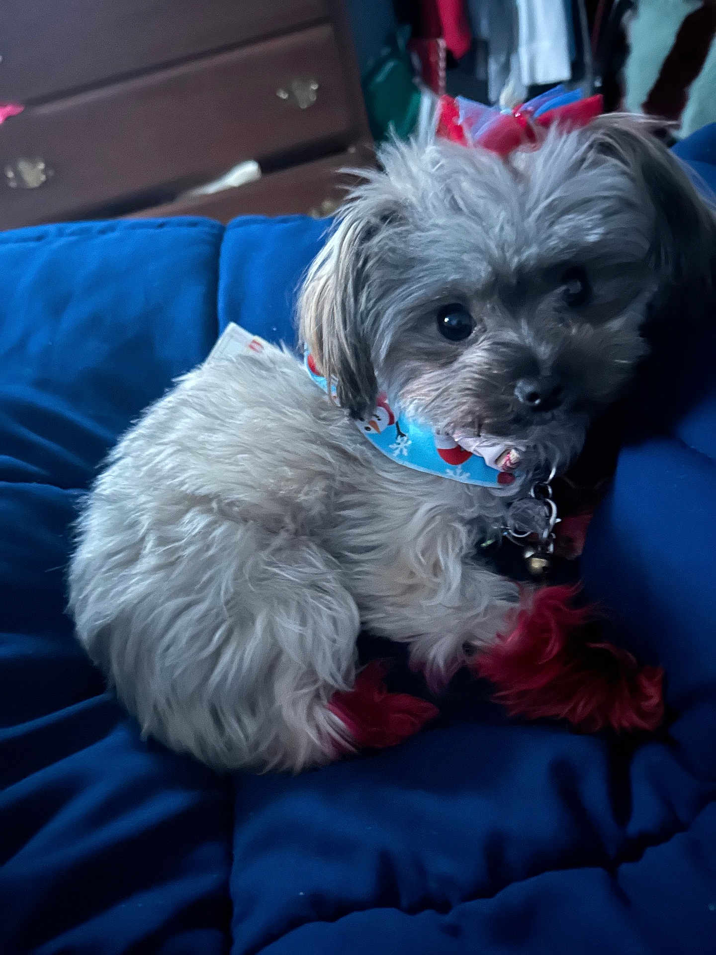 Ocean joined the competition — help win amazing prizes! dog, small_dog, fluffy, red_paws, blue_bandana, cute, pet, indoor, cushion, resting, furniture, wooden_dresser, clothing, cozy, curious, animal, companion, domestic, portrait, relaxed