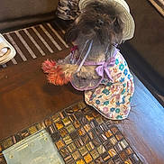 Ocean Penelope joined the competition — help win amazing prizes! accessory, animal, camouflage_pants, cute, dog, domestic, dress, floral_pattern, furniture, hat, home, indoor, mosaic_tiles, orange_paws, person, pet, sitting, small_dog, table, wooden_table
