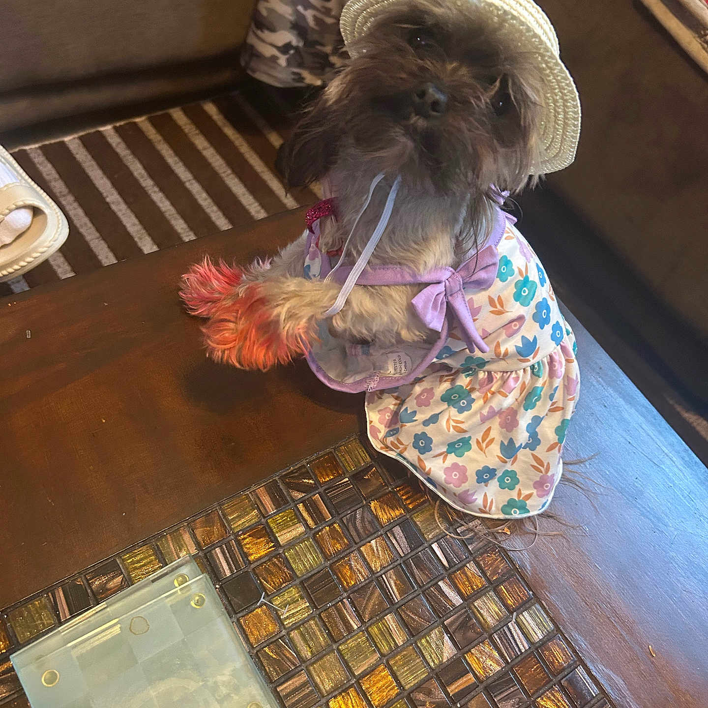 Ocean Penelope joined the competition — help win amazing prizes! accessory, animal, camouflage_pants, cute, dog, domestic, dress, floral_pattern, furniture, hat, home, indoor, mosaic_tiles, orange_paws, person, pet, sitting, small_dog, table, wooden_table