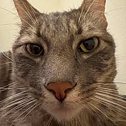 Rubin is registered to the contest to win money with this photo: cat, close_up, whiskers, nose, face, feline, pet, tabby, indoor, portrait, ears, eyes, fur, muzzle, macro, staring, domestic_cat, curious, gray_fur, big_nose