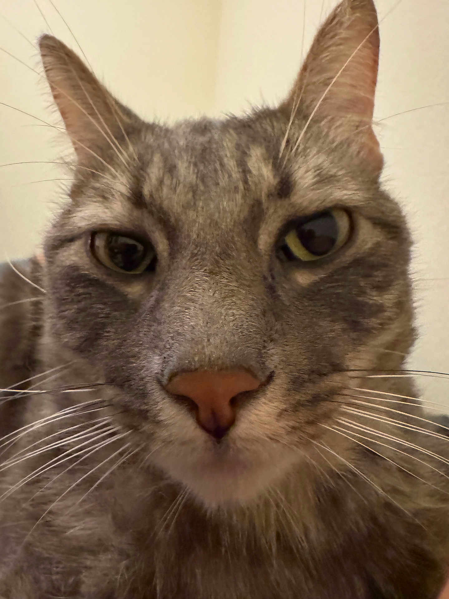 Rubin is registered to the contest to win money with this photo: cat, close_up, whiskers, nose, face, feline, pet, tabby, indoor, portrait, ears, eyes, fur, muzzle, macro, staring, domestic_cat, curious, gray_fur, big_nose