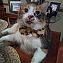 cat, feline, bow_tie, leopard_print, pet, whiskers, green_eyes, portrait, indoor, table, furniture, photo_frames, living_room, closeup, fluffy, calico, paw, collar, gaze, adorable