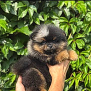 Cookie a rejoint le concours — aidez-le/la à gagner de superbes lots ! dog, puppy, fluffy, fur, cute, black_and_tan, portrait, closeup, pet, animal, small_dog, hands, human_hand, green_leaves, foliage, outdoor, nature, eyes, nose, paws