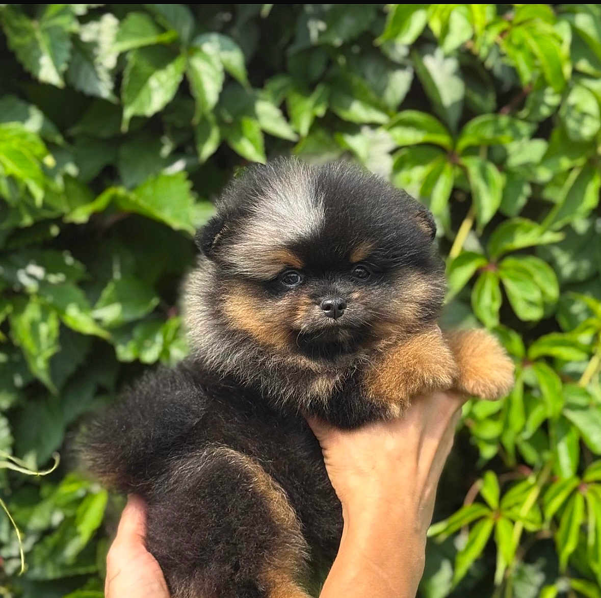 Cookie a rejoint le concours — aidez-le/la à gagner de superbes lots ! dog, puppy, fluffy, fur, cute, black_and_tan, portrait, closeup, pet, animal, small_dog, hands, human_hand, green_leaves, foliage, outdoor, nature, eyes, nose, paws