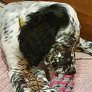 Hako participe au concours pour gagner de l'argent avec cette photo : animal, black_and_white, blanket, chewing, close_up, cute, dog, fur, indoor, paws, pet, pink, playful, puppy, resting, rope_toy, speckled, toy, wooden_background, young_dog