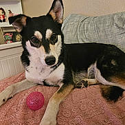 Trixie is registered to the contest to win money with this photo: dog, black_and_white, pink_ball, blanket, indoor, pet, shelf, figurine, couch, relaxed, fur, paw, nose, ears, toy, home, comfort, resting, animal, cute