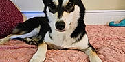 Trixie is registered to the contest to win money with this photo: dog, black_and_white, paw_paint, bed, blanket, indoor, pet, relaxed, fur, ears, animal, canine, pink, texture, resting, couch, cute, household, portrait, paw