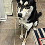 dog, black_and_white, sitting, indoors, tile_floor, paw, pink_nails, pet, fur, ears, tail, canine, looking_up, domestic_animal, cute, animal, companion, household, portrait, mammal