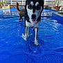 dog, water, pool, playful, animal, pet, wet, blue, outdoor, summer, tongue_out, two_dogs, fence, potted_plant, sunlight, reflection, fun, walking, shallow_water, backyard
