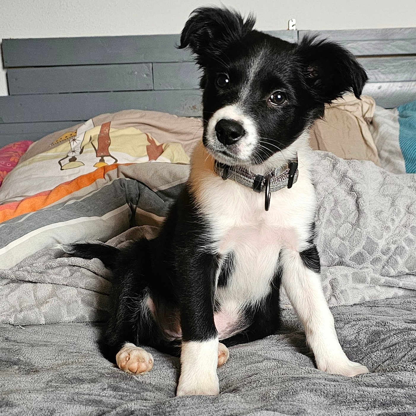 éden a rejoint le concours — aidez-le/la à gagner de superbes lots ! animal, ball, bed, bedroom, blanket, canine, cockerspaniel, collie, couch, cushion, dog, dormroom, furniture, homedecor, indoors, papillon, pet, puppy, quilt, room