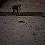 Dino is registered to the contest to win money with this photo: animal, backyard, canine, cold, dark, dog, fence, footprints, grass, house, night, outdoor, path, pet, quiet, residential, snow, standing, winter, yard