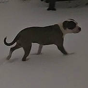 Dino joined the competition — help win amazing prizes! animal, background, blurry, canine, cold, dark, dog, fence, gray, lonely, night, outdoor, pet, quiet, shadow, side_view, snow, walking, white, winter
