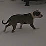 animal, background, blurry, canine, cold, dark, dog, fence, gray, lonely, night, outdoor, pet, quiet, shadow, side_view, snow, walking, white, winter