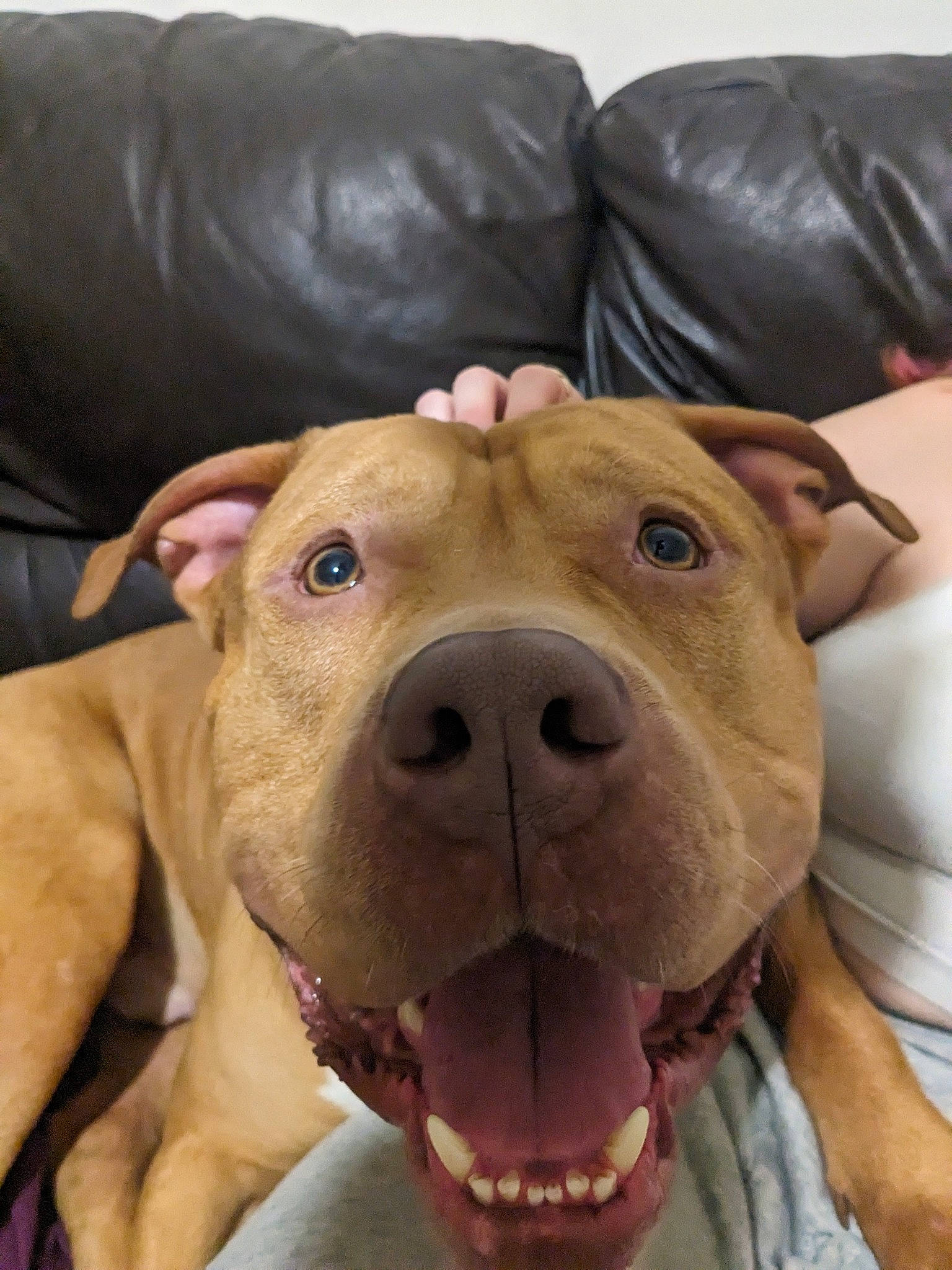 Charlie is registered to the contest to win money with this photo: canidae, carnivore, collar, companion_dog, dog, dog_breed, dog_collar, dog_supply, ear, fawn, fur, giant_dog_breed, liver, molosser, pet_supply, snout, sporting_group, whiskers, working_animal, wrinkle