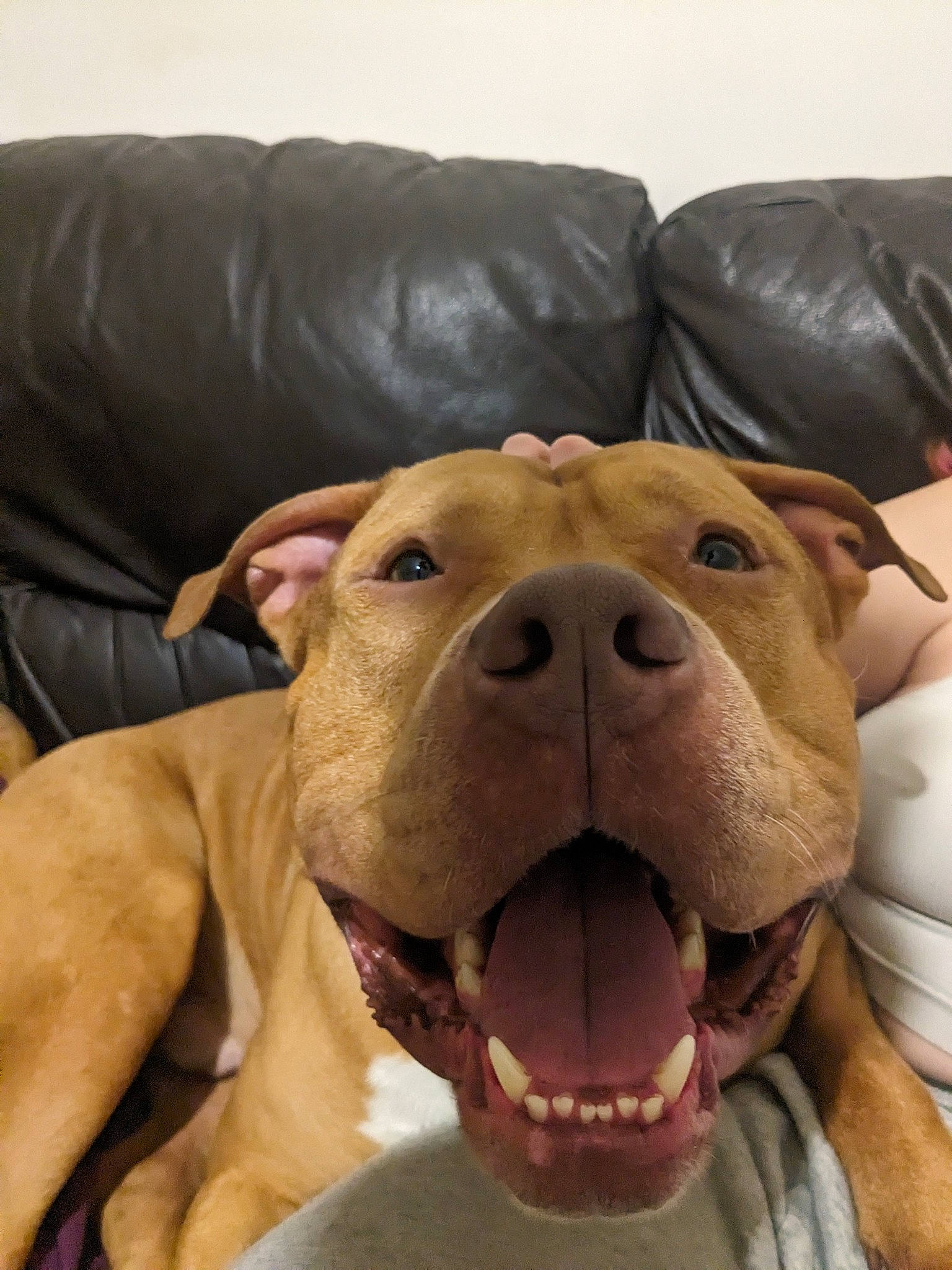 Charlie is registered to the contest to win money with this photo: carnivore, collar, comfort, companion_dog, dog, dog_breed, dog_collar, ear, fang, fawn, giant_dog_breed, liver, molosser, pet_supply, selfie, snout, sporting_group, whiskers, working_animal, wrinkle