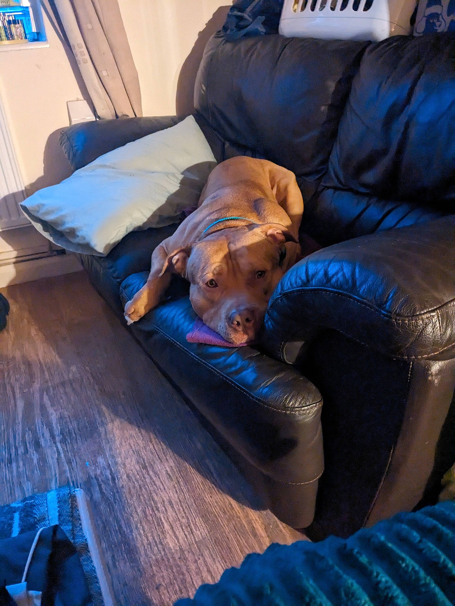 Charlie joined the competition — help win amazing prizes! armrest, blue, canidae, carnivore, comfort, companion_dog, couch, dog, dog_breed, electric_blue, felidae, flooring, hardwood, linens, living_room, room, sitting, sporting_group, wood, wood_flooring