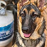 dog, german_shepherd, pet, animal, portrait, close_up, face, ears, amber_eyes, open_mouth, tongue, happy, alert, fur, black_and_tan, collar, indoors, household, container, photography