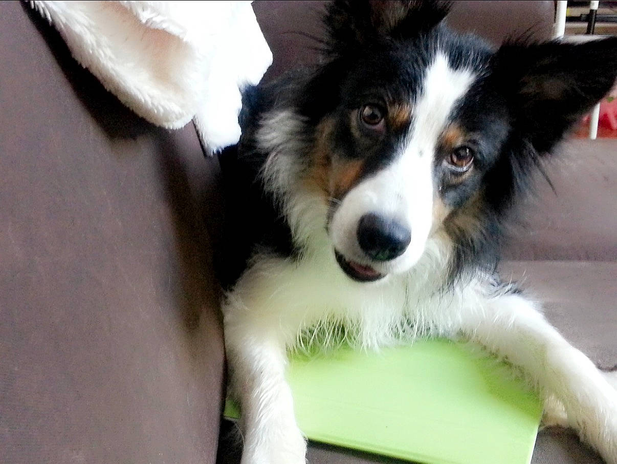 Freya participe au concours pour gagner de l'argent avec cette photo : ancient_dog_breeds, australian_collie, australian_shepherd, border_collie, canidae, carnivore, collie, companion_dog, dog, dog_breed, fur, herding_dog, plant, puppy, snout, sporting_group, terrestrial_animal, whiskers, working_animal, working_dog