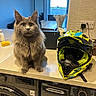 Vinnie is registered to the contest to win money with this photo: appliance, cat, countertop, domestic, dryer, fluffy, gray_cat, helmet, household, indoor, kitchen, lamp, laundry_room, motorcycle_helmet, power_outlet, soap_dispenser, spray_bottle, vase, washing_machine, window