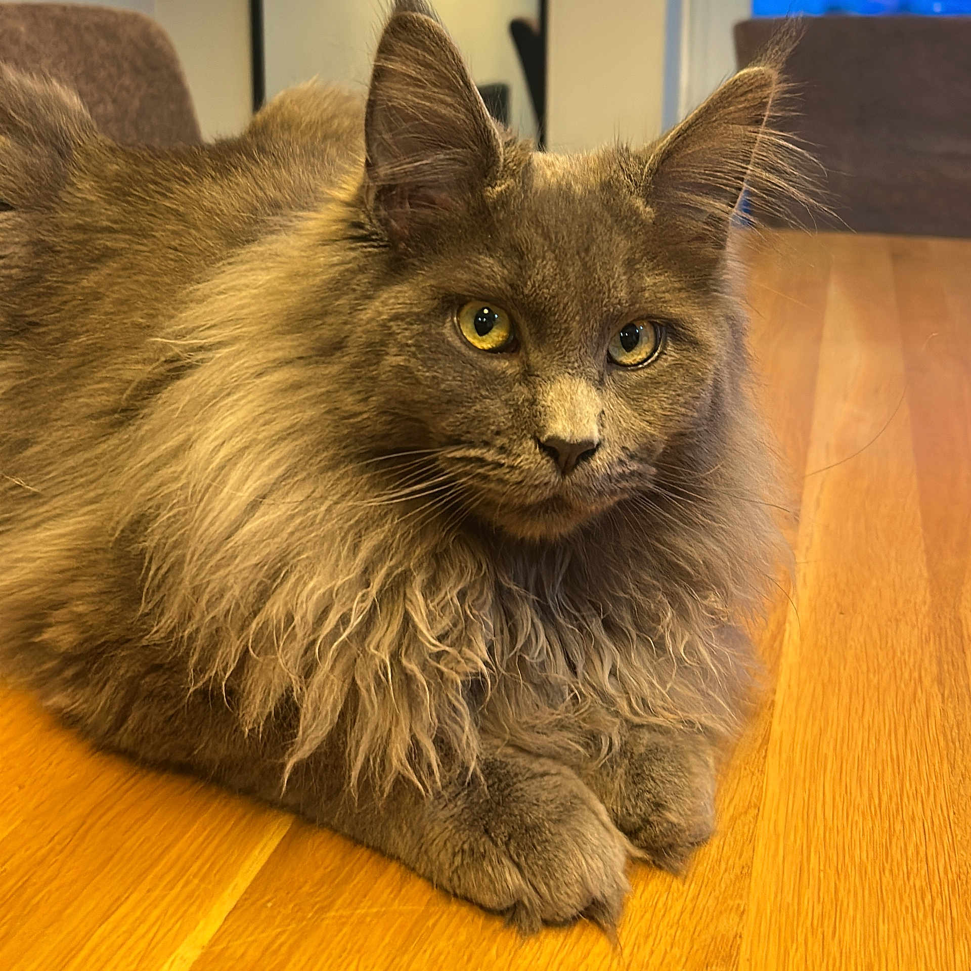 Vinnie joined the competition — help win amazing prizes! animal, calm, cat, closeup, cute, domestic, ears, feline, fluffy, fur, gray, indoor, paws, pet, portrait, relaxed, sitting, whiskers, wooden_floor, yellow_eyes