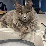 Vinnie is registered to the contest to win money with this photo: animal, cat, countertop, curious, domestic_cat, feline, fluffy, fur, gray_cat, household, indoor, kitchen, long_hair, paw, pet, relaxed, sink, soap_bubbles, whiskers, yellow_eyes