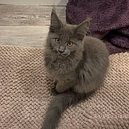 Diesel is registered to the contest to win money with this photo: animal, blanket, cat, cozy, curious, cute, domestic, feline, floor, fluffy, fur, gray_cat, indoor, kitten, looking_up, mat, pet, sitting, small, young