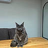 air_conditioner, calm, cat, chair, cozy, domestic_animal, feline, fluffy, fur, furniture, gray_cat, home, indoor, mirror, pet, quiet, sitting, table, wooden_table, yellow_eyes