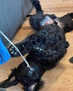 Knight joined the competition — help win amazing prizes! bird, canidae, carnivore, collar, companion_dog, dog, dog_breed, dog_collar, dog_supply, flooring, fur, liver, non_sporting_group, pet_supply, snout, sporting_group, tail, terrier, water_dog, working_animal