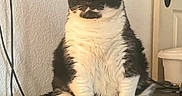 Alexa joined the competition — help win amazing prizes! cat, tuxedo_cat, black_and_white, pet, animal, feline, sitting, portrait, yellow_eyes, fluffy, fur, whiskers, ears, paws, pink_paw_pads, indoors, wall, door, cables, table