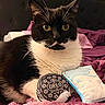 cat, tuxedo_cat, black_and_white, pet, feline, wide_eyed, portrait, whiskers, ears, indoor, bedroom, bed, blanket, pink_blanket, pillow, oreo_cookie, packaged_snack, cushion, cozy, closeup