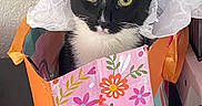 Beany joined the competition — help win amazing prizes! cat, tuxedo_cat, black_and_white, pet, animal, feline, green_eyes, whiskers, ears, portrait, close_up, gift_bag, shopping_bag, floral_pattern, tissue_paper, indoors, home, colorful, sitting, funny