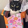 cat, tuxedo_cat, black_and_white, pet, animal, feline, green_eyes, whiskers, ears, portrait, close_up, gift_bag, shopping_bag, floral_pattern, tissue_paper, indoors, home, colorful, sitting, funny