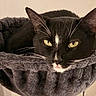 cat, black_cat, white_markings, tuxedo_cat, yellow_eyes, whiskers, ears, feline, pet, animal, portrait, close_up, lounging, sleeping_area, cat_tree, scratching_post, indoor, cozy, gray_fabric, home