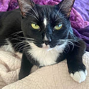 Beany is registered to the contest to win money with this photo: cat, tuxedo_cat, black_and_white, feline, pet, animal, whiskers, yellow_eyes, pointed_ears, close_up, portrait, indoors, blanket, quilt, bedding, lounging, sitting, front_view, fluffy, relaxed