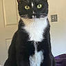 cat, tuxedo_cat, black_and_white, pet, animal, sitting, portrait, green_eyes, whiskers, white_chest, white_paws, indoors, bedroom, bed, blanket, door, wall, home, alert, cute
