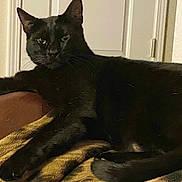 Boo joined the competition — help win amazing prizes! black_cat, cat, feline, pet, animal, whiskers, ears, eyes, paws, tail, fur, lounging, relaxed, blanket, chair, indoor, home, door, wall, portrait