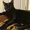 black_cat, cat, feline, pet, animal, whiskers, ears, eyes, paws, tail, fur, lounging, relaxed, blanket, chair, indoor, home, door, wall, portrait