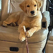 Cooper joined the competition — help win amazing prizes! animal, brown, canine, chew_stick, companion, cute, dog, domestic, ears, furniture, golden_retriever, indoor, leather_chair, paw, pet, puppy, relaxing, sitting, snout, young_dog