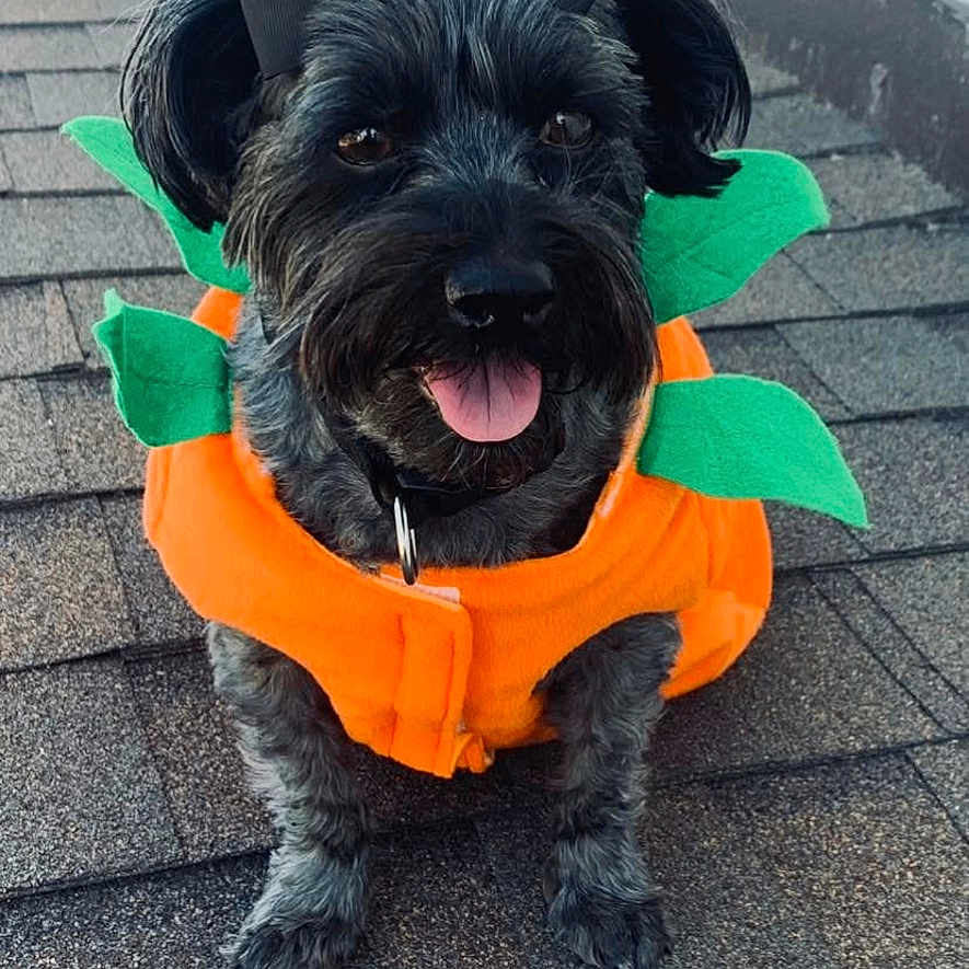 Paige is registered to the contest to win money with this photo: affenpinscher, animal, canine, clothing, coat, costume, dog, face, head, hood, jacket, lifejacket, person, pet, photography, portrait, puppy, rock, terrier, vest