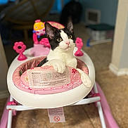 Murphy is registered to the contest to win money with this photo: cat, black_and_white, baby_walker, pink, indoor, pet, curious, paw, floor, toy, playful, animal, feline, domestic, cute, alert, sitting, household, close_up, background_blur