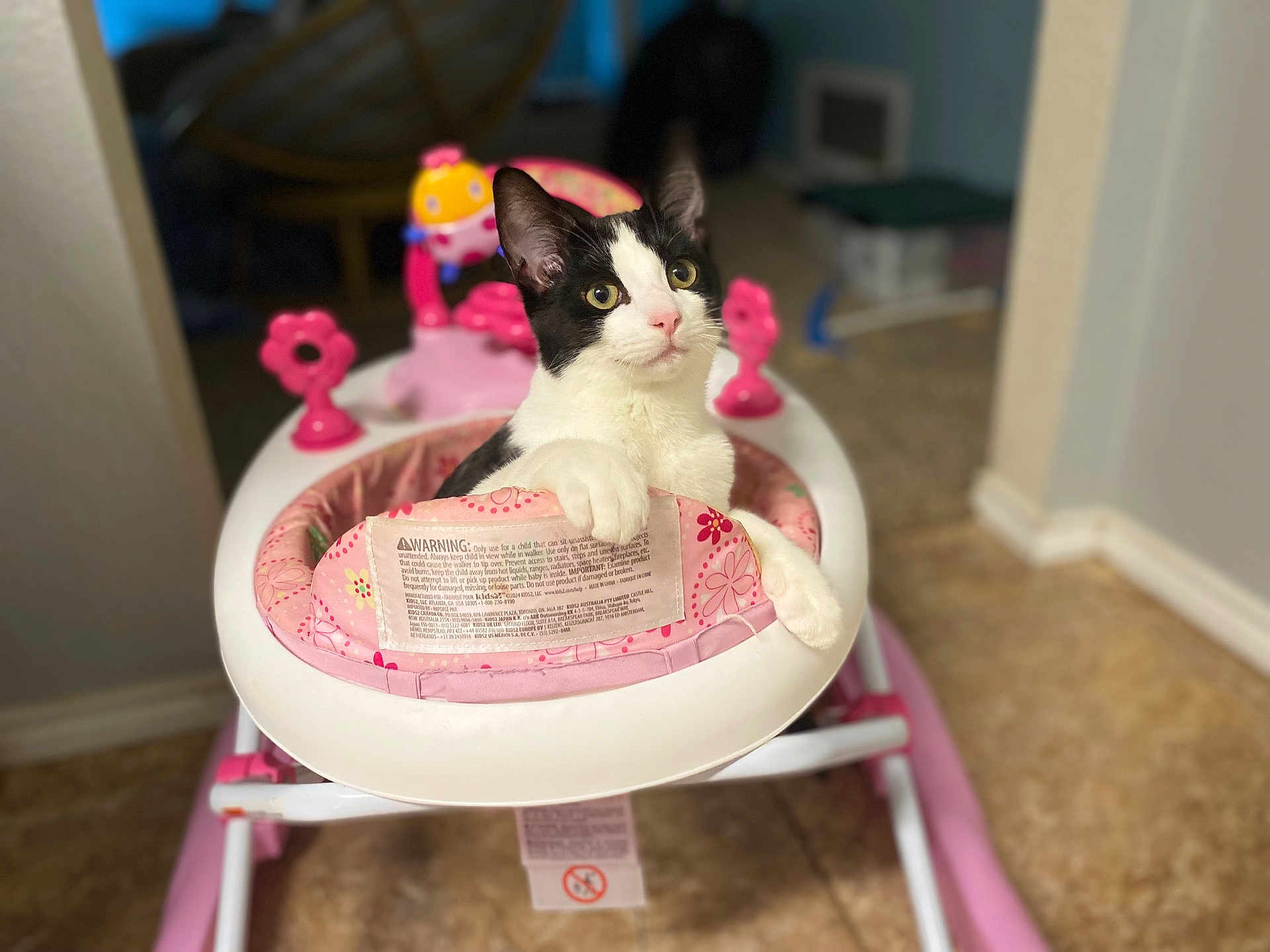 Murphy is registered to the contest to win money with this photo: cat, black_and_white, baby_walker, pink, indoor, pet, curious, paw, floor, toy, playful, animal, feline, domestic, cute, alert, sitting, household, close_up, background_blur
