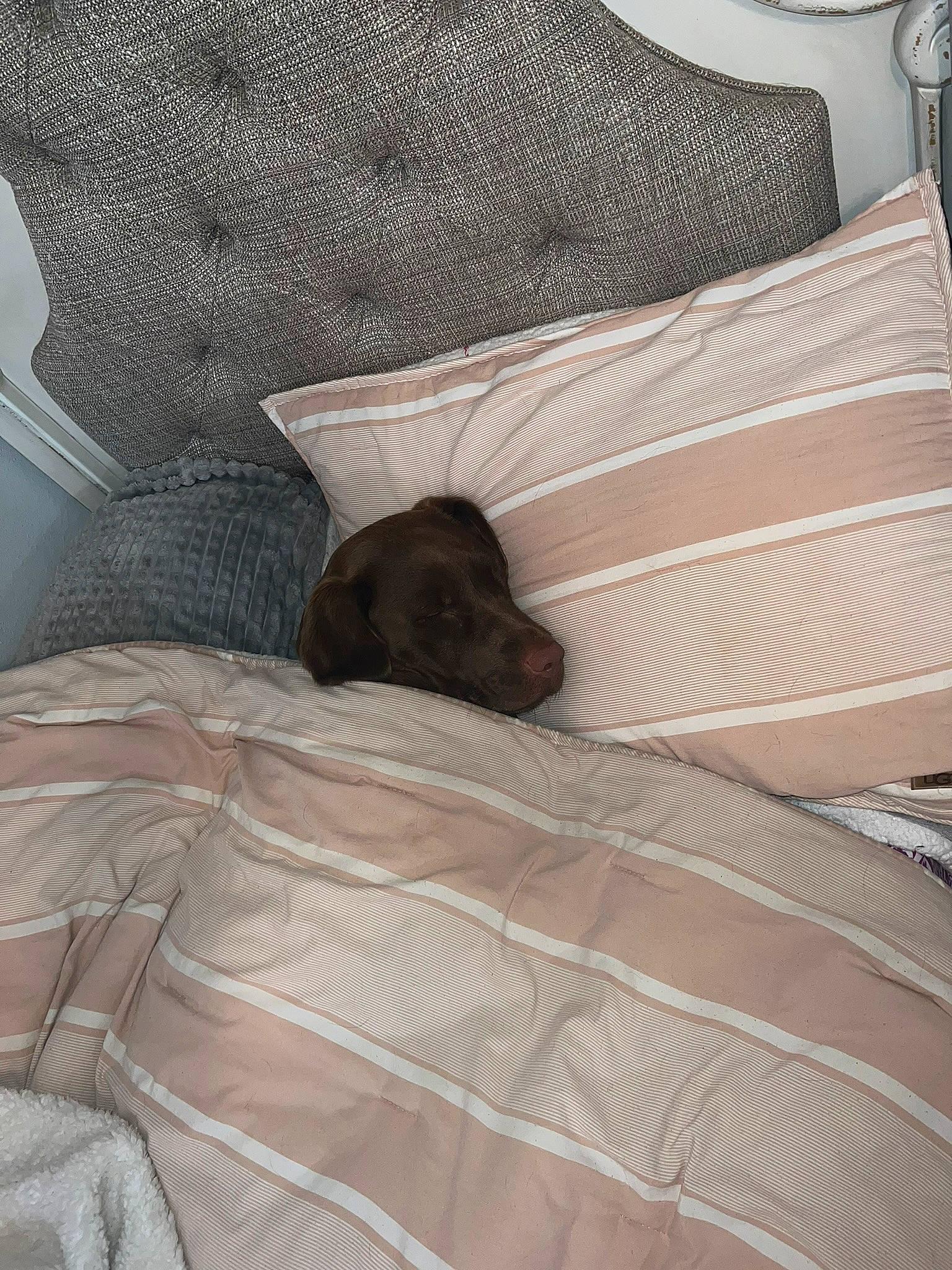 Dixie Mae joined the competition — help win amazing prizes! bed, bed_sheet, bedding, bedroom, brown, carnivore, comfort, companion_dog, couch, dog, duvet, fawn, flooring, hardwood, linens, room, textile, tints_and_shades, window, wood