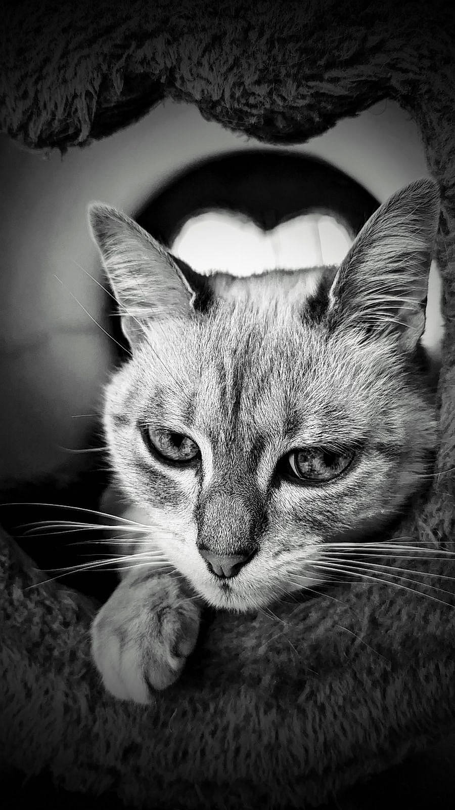 Canelle a rejoint le concours — aidez-le/la à gagner de superbes lots ! art, carnivore, cat, comfort, domestic_short_haired_cat, ear, eye, felidae, fur, head, monochrome, monochrome_photography, paw, small_to_medium_sized_cats, snout, still_life_photography, terrestrial_animal, whiskers, wildlife, window