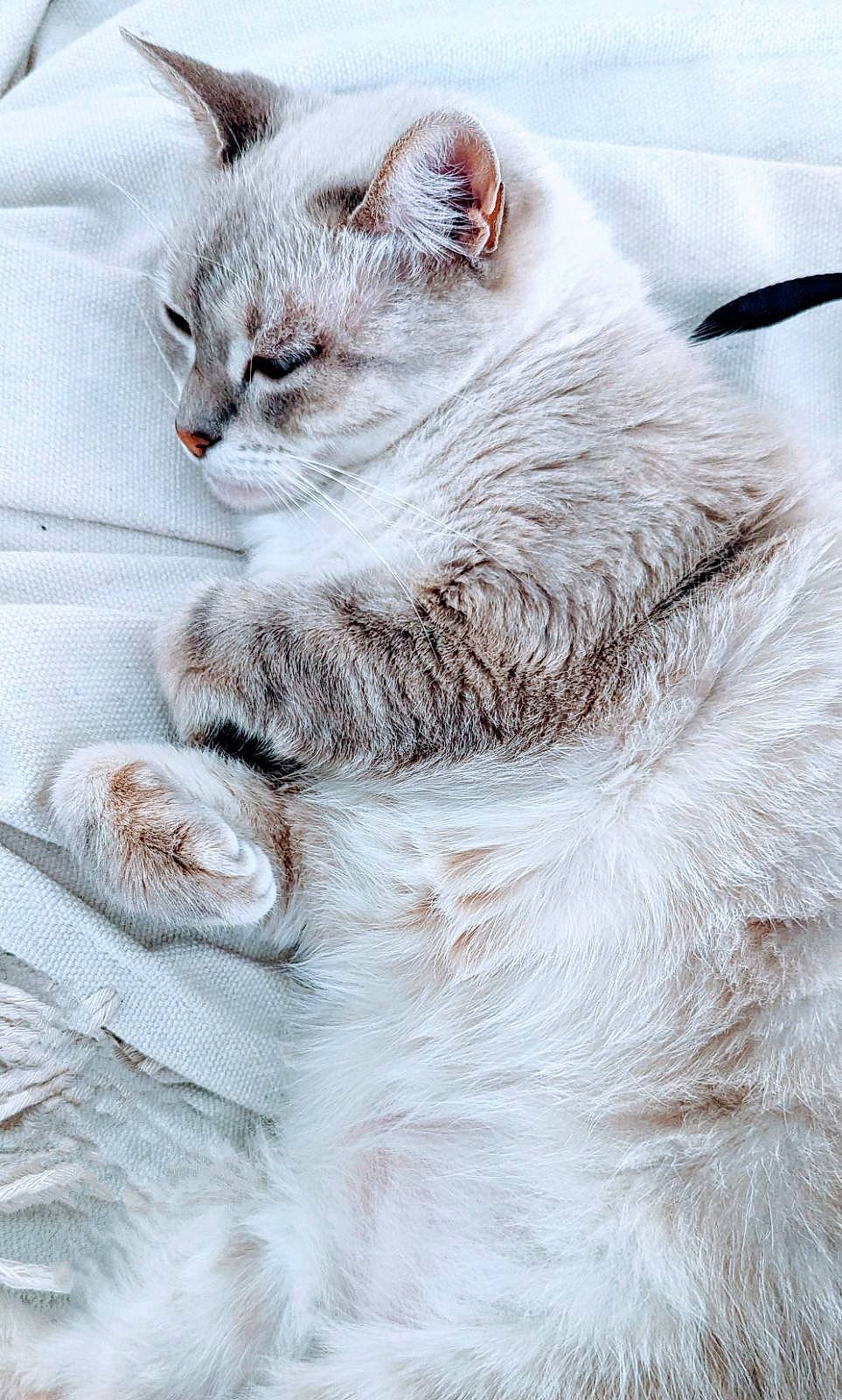 Canelle participe au concours pour gagner de l'argent avec cette photo : british_longhair, carnivore, cat, claw, comfort, domestic_short_haired_cat, eye, felidae, fur, paw, small_to_medium_sized_cats, snout, tail, terrestrial_animal, whiskers, window