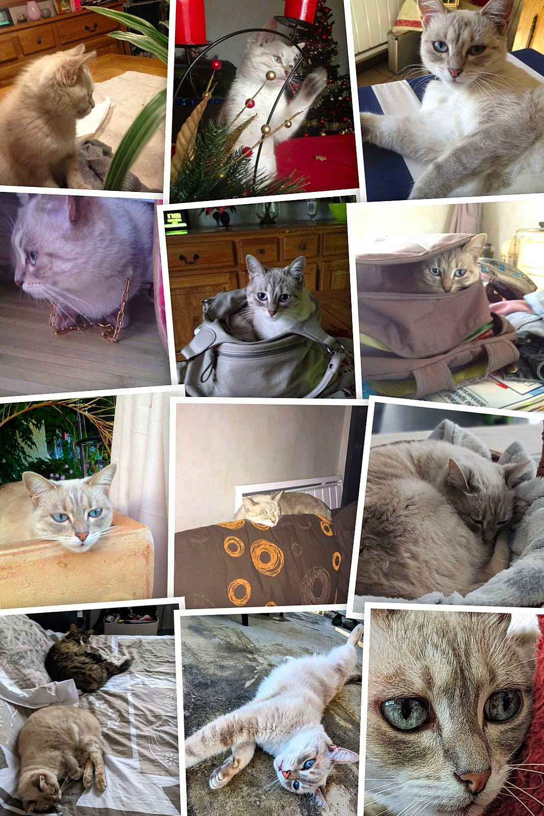 Canelle participe au concours pour gagner de l'argent avec cette photo : art, carnivore, cat, collage, domestic_short_haired_cat, fawn, felidae, fur, mammal, organism, photo_caption, photograph, plant, small_to_medium_sized_cats, snapshot, textile, vertebrate, whiskers, white, wildlife