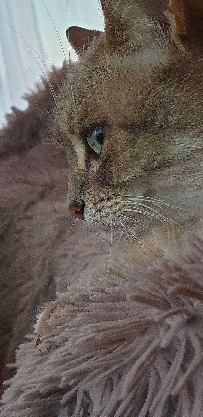 Canelle participe au concours pour gagner de l'argent avec cette photo : carnivore, cat, close_up, domestic_short_haired_cat, fawn, felidae, fur, iris, paw, small_to_medium_sized_cats, snout, terrestrial_animal, tonkinese, whiskers, wildlife