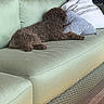 brown_fur, canine, couch, curly_coat, cushions, dog, fabric, home_decor, lounging, nap, outdoor_furniture, patio, pet, pillows, portrait, relaxed, resting, sleeping, sofa, woven_furniture