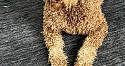 Louie joined the competition — help win amazing prizes! adorable, animal, brown_dog, carpet, close_up, companion, curly_coat, dog, eyes, face, indoor, looking_at_camera, lying_down, nose, paws, pet, playful, portrait, tennis_ball, toy
